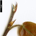 SpeciesSub: var. henryi